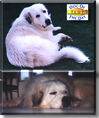 Tedy, the Dog of the Day