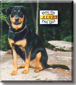 Xena, the Dog of the Day