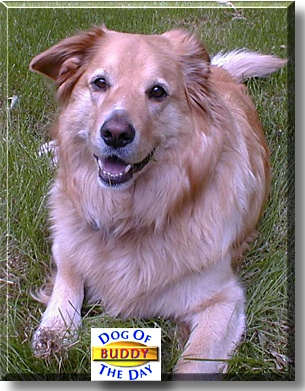 Buddy, the Dog of the Day