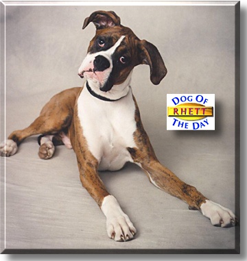 Rhett, the Dog of the Day