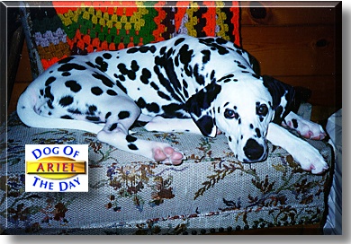 Ariel, the Dog of the Day