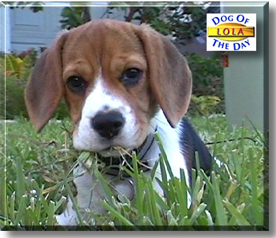 Lola, the Dog of the Day
