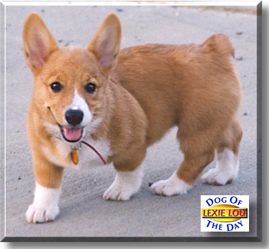 Lexie Lou, the Dog of the Day