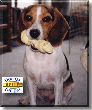 Belle, the Dog of the Day