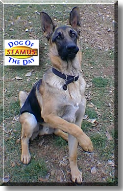 Seamus, the Dog of the Day