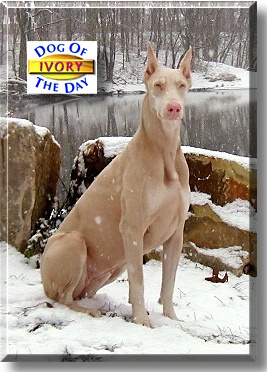 Ivory, the Dog of the Day