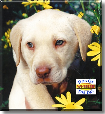 Wheeler, the Dog of the Day