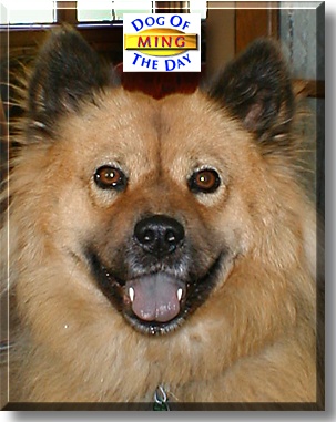 Ming, the Dog of the Day