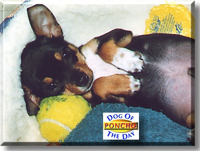 Poncho, the Dog of the Day
