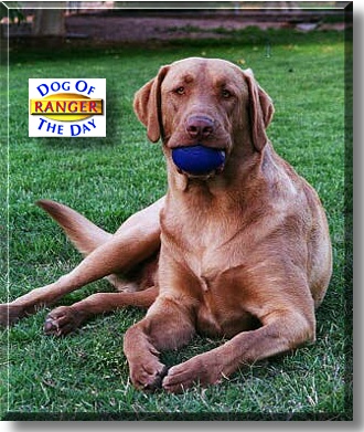 Ranger, the Dog of the Day