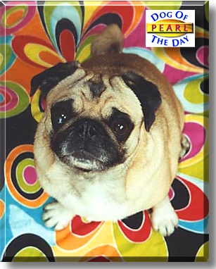 Pearl, the Dog of the Day