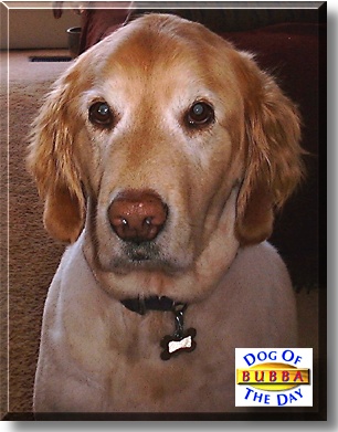 Bubba, the Dog of the Day