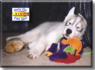 King, the Dog of the Day