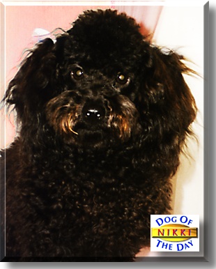 Nikki, the Dog of the Day