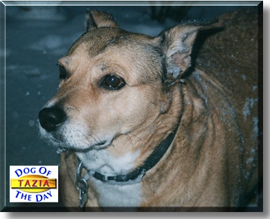 Tazia, the Dog of the Day