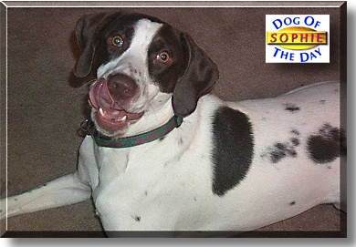 Sophie, the Dog of the Day