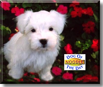Noodle, the Dog of the Day