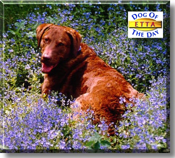 Etta, the Dog of the Day