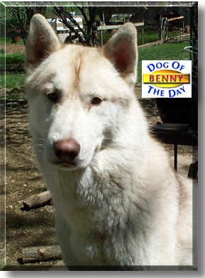 Benny, the Dog of the Day
