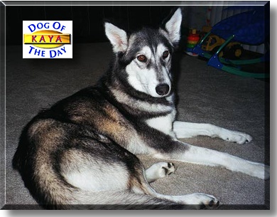 Kaya, the Dog of the Day