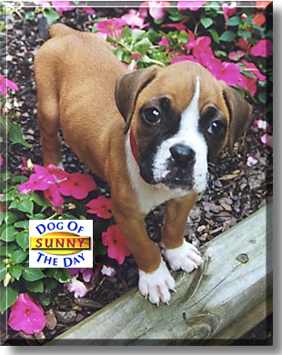 Sunshine, the Dog of the Day