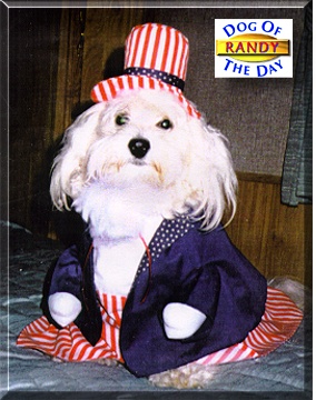 Randy, the Dog of the Day