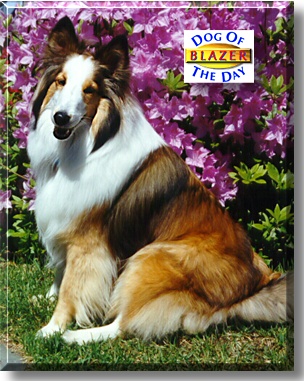 Blazer, the Dog of the Day