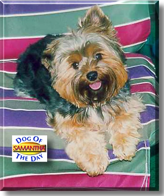 Samantha, the Dog of the Day