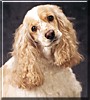 Buffy