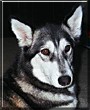 Kaya