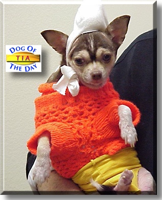 Tia, the Dog of the Day