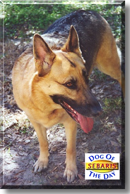 Sebaris, the Dog of the Day