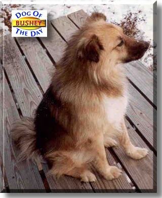 Bushey, the Dog of the Day