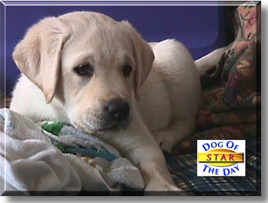 Star, the Dog of the Day