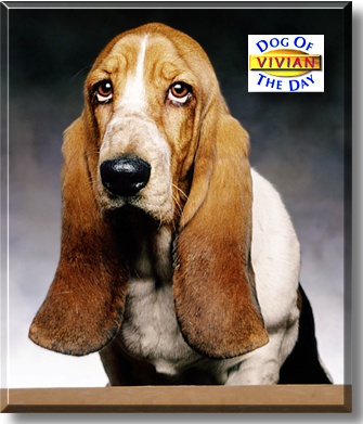 Vivian, the Dog of the Day