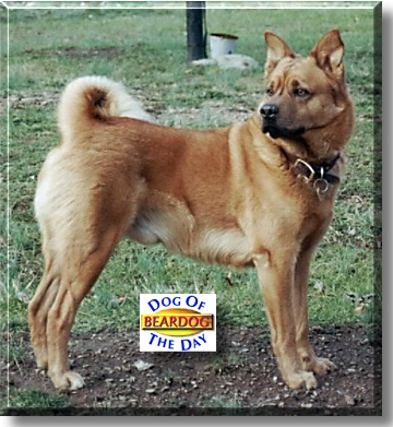 Beardog, the Dog of the Day