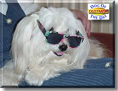 Dust Mop, the Dog of the Day