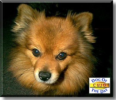 Cujo, the Dog of the Day