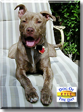 Kyle, the Dog of the Day