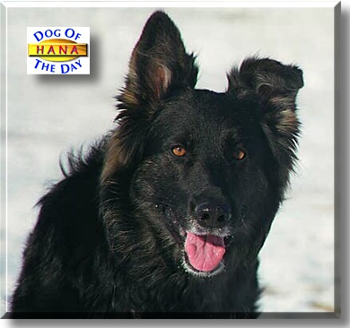 Hana, the Dog of the Day