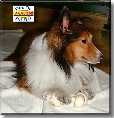 Avalon, the Dog of the Day
