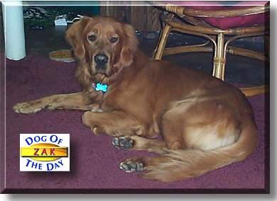 Zak, the Dog of the Day