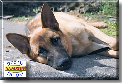 Samson, the Dog of the Day