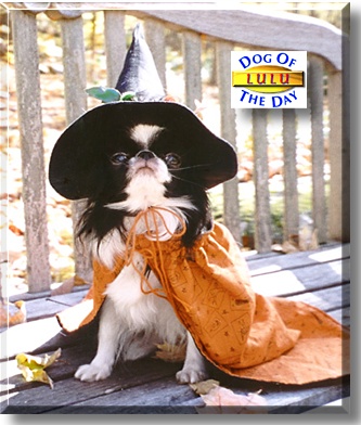 Lulu, the Dog of the Day