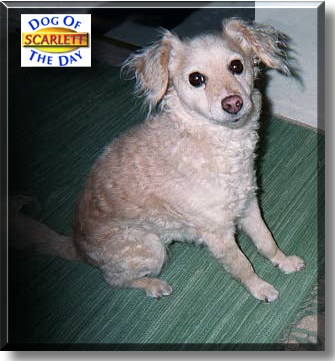 Miss Scarlet, the Dog of the Day