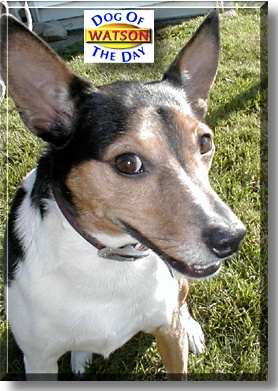 Watson, the Dog of the Day