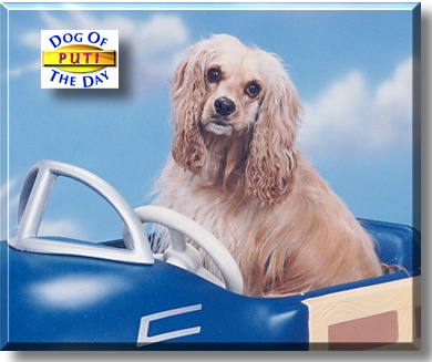 Puti, the Dog of the Day