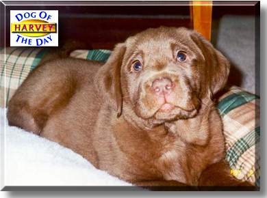 Harvey, the Dog of the Day