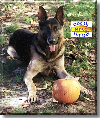Nyko, the Dog of the Day
