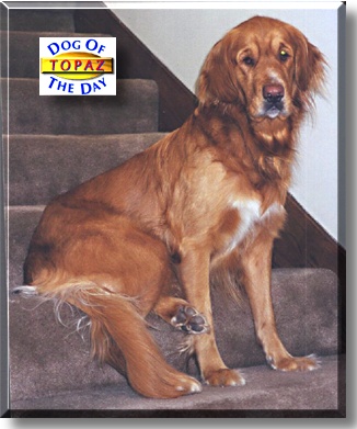 Topaz, the Dog of the Day
